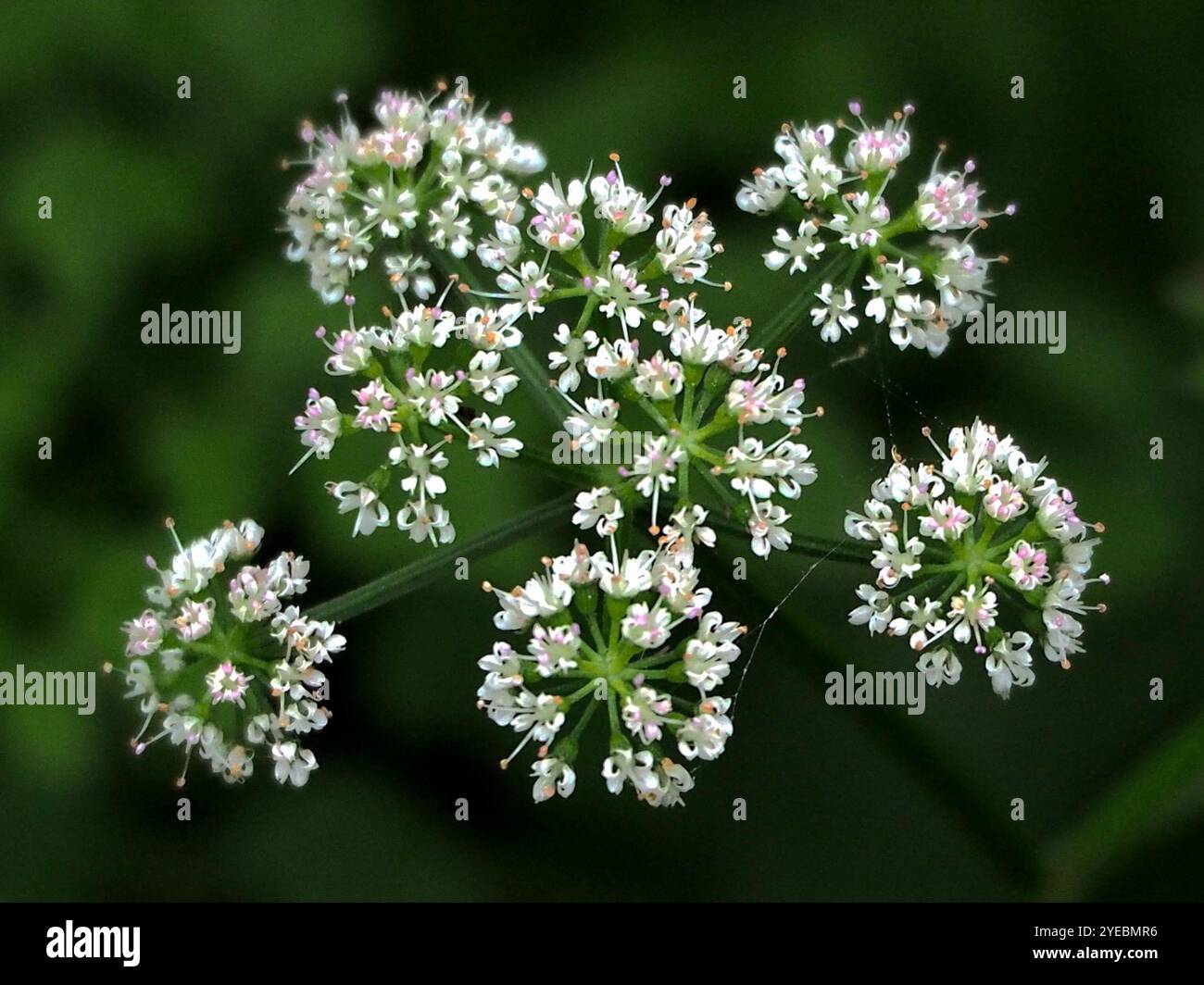 Java-Wassertropfkraut (Oenanthe javanica) Stockfoto