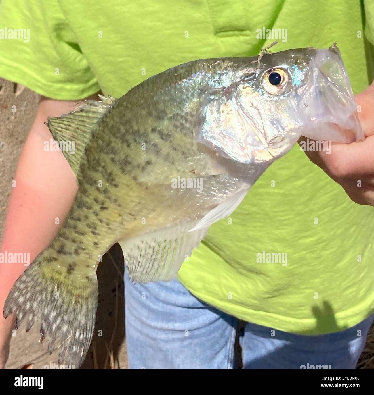 Weiße Crappie (Pomoxis Annularis) Stockfoto