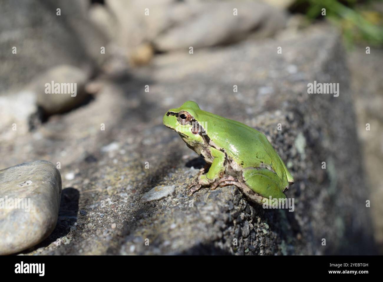 Japanischer Baumfrosch (Hyla japonica) Stockfoto