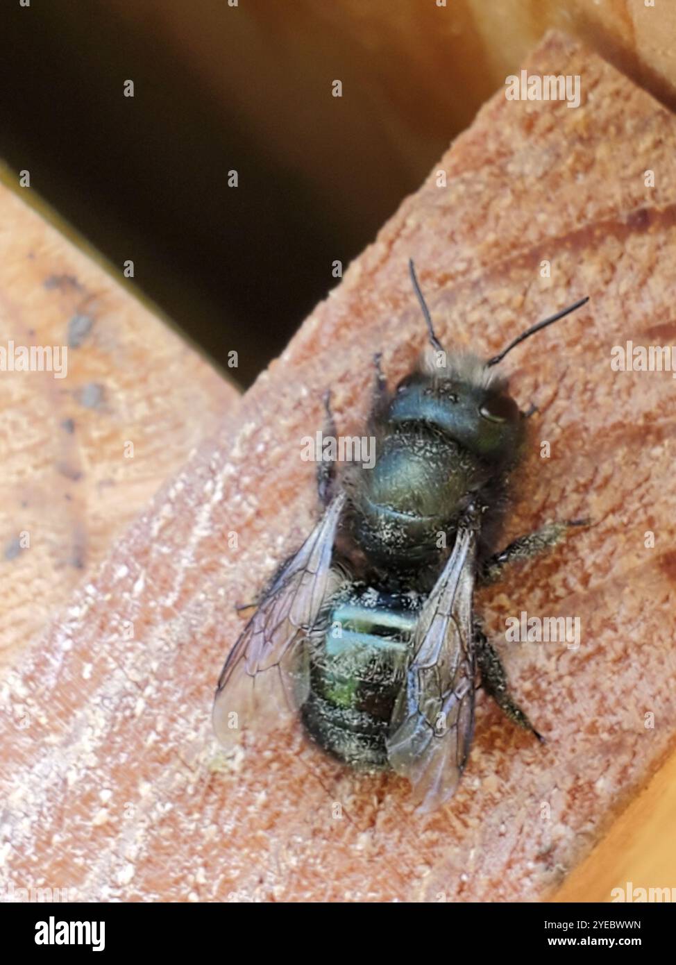 Blaue Orchardbiene (Osmia lignaria) Stockfoto