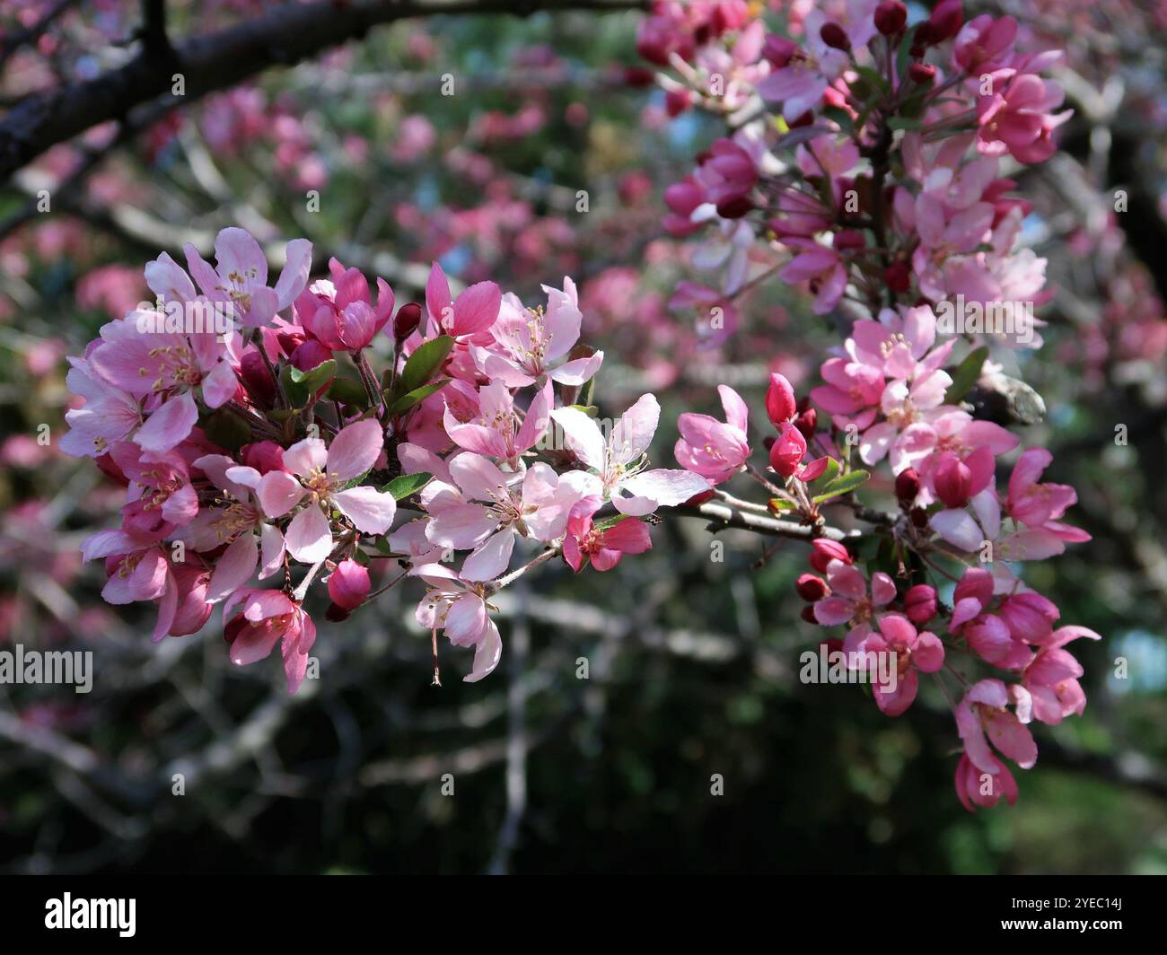 Süßkrabben (Malus coronaria) Stockfoto