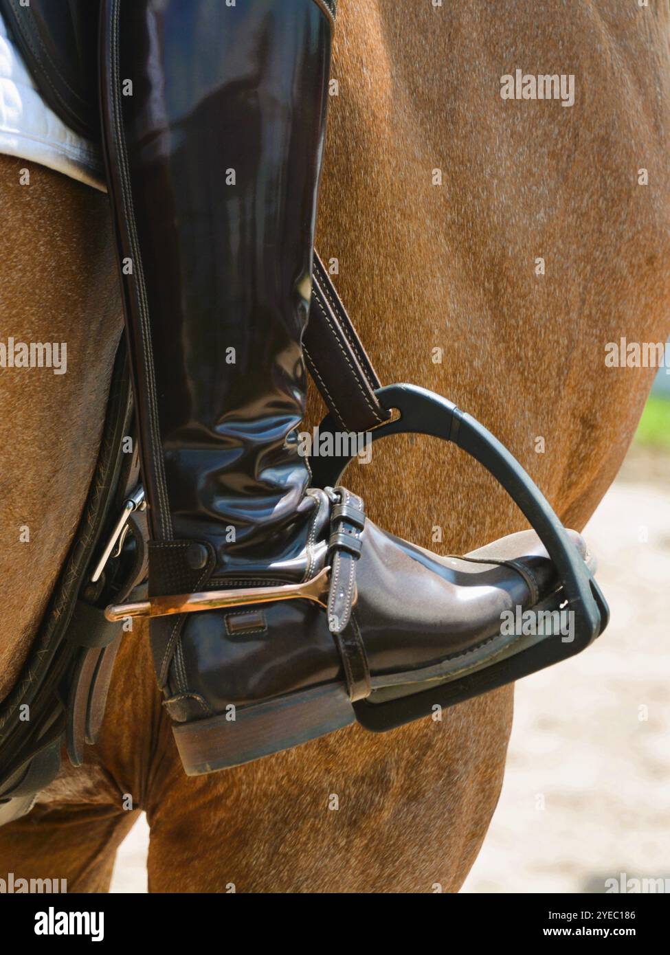 Eine Nahaufnahme des Beines, Stiefels und des Steigbügels eines Dressurreiters. Stockfoto