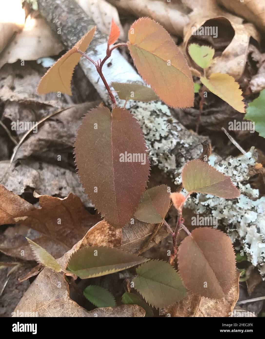 Glatter Schattenstrauch (Amelanchier laevis) Stockfoto