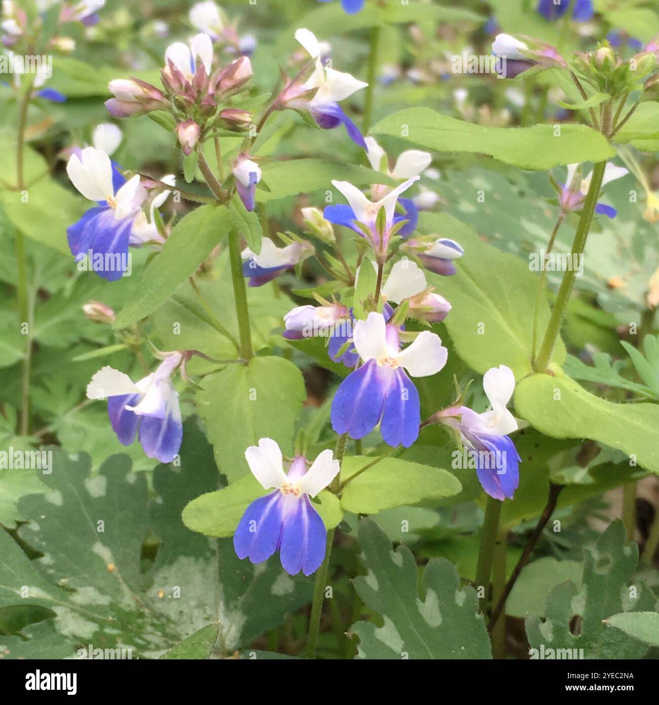 Frühlingsblauäugige Maria (Collinsia verna) Stockfoto