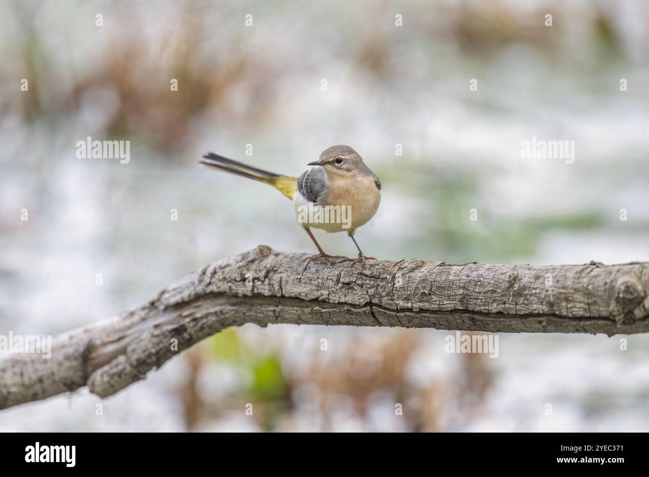 Grauer Wagtail auf einem Ast über Wasser auf einem Teich Stockfoto