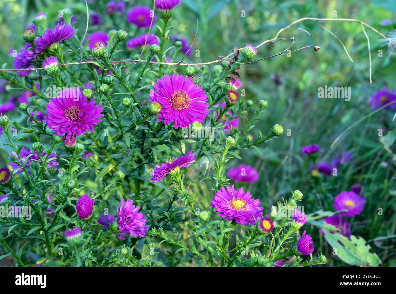 Violettes Aster Symphyotrichum novi-Belgii oder Michaelmas Daisy im Herbstgarten. Stockfoto