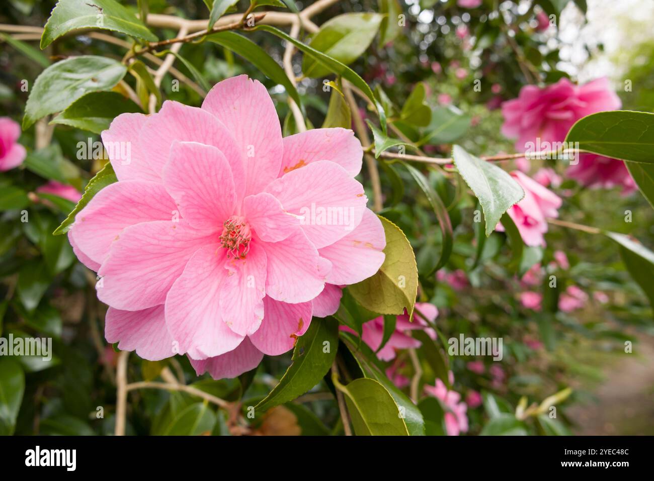 Detail mit rosafarbenen Kamelienblüten auf einer Pflanze, die im Wald in der Nähe von Ambleside, Lake District, Großbritannien wächst Stockfoto