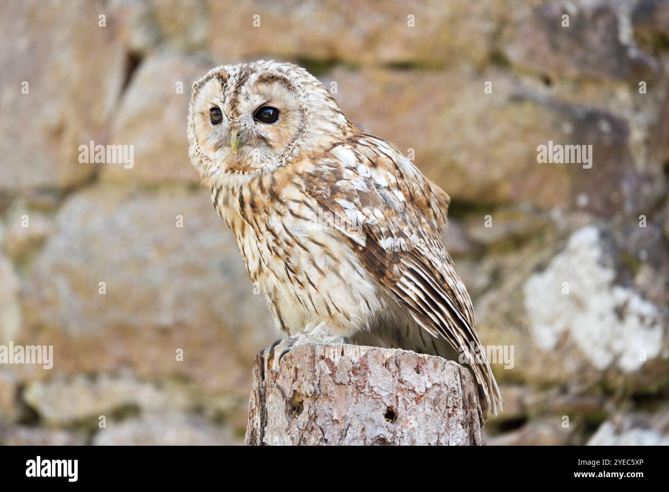 Tawny-Eule (Strix aluco) steht auf einem Barsch, Cumbria, Großbritannien Stockfoto