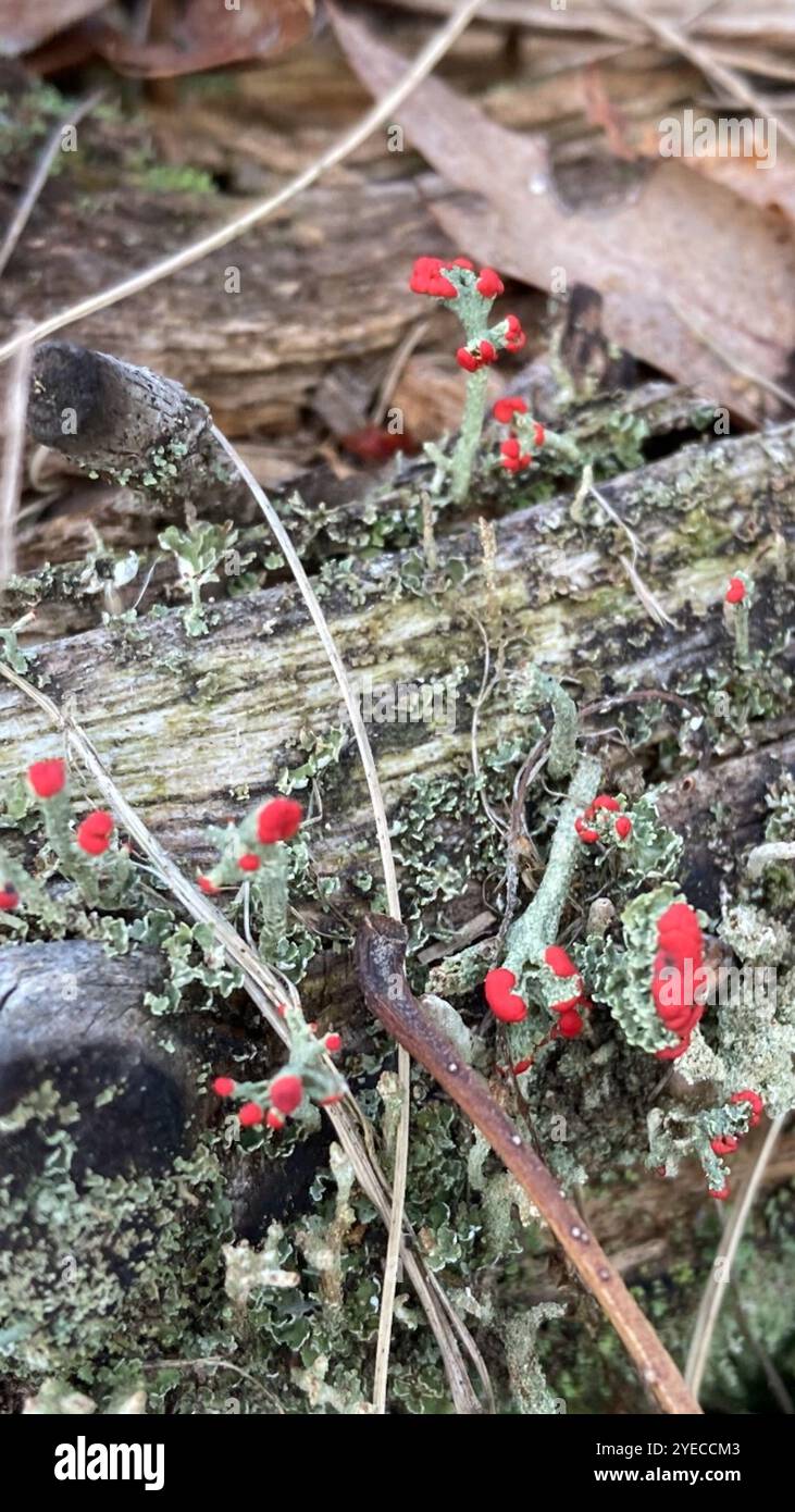 Britische Soldatenflechte (Cladonia cristatella) Stockfoto