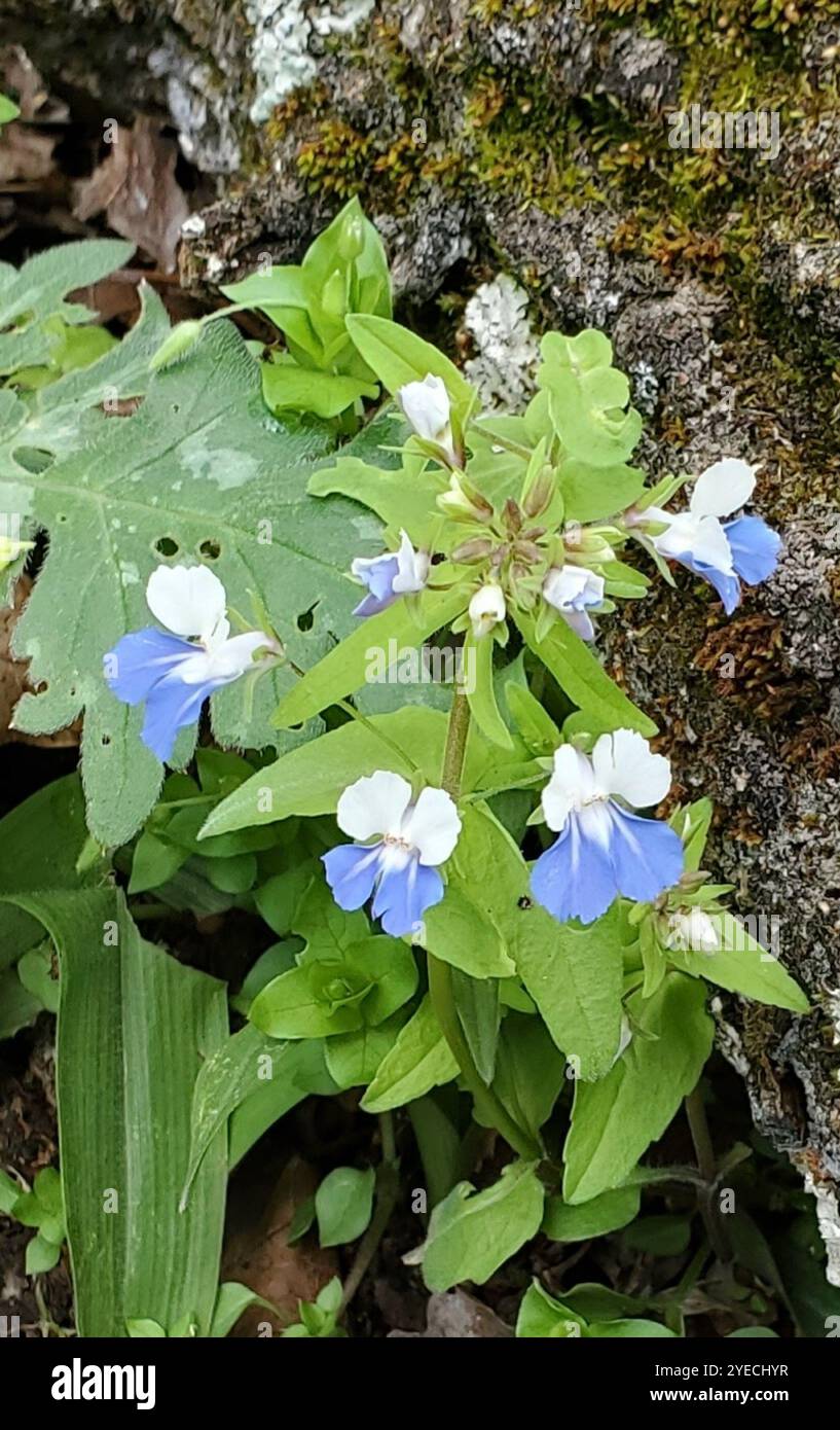 Frühlingsblauäugige Maria (Collinsia verna) Stockfoto