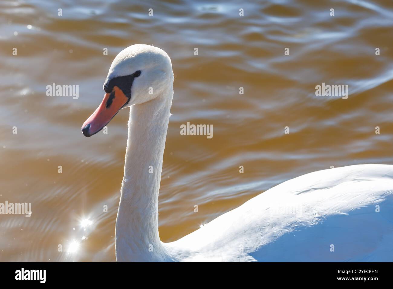 Weiße junge Schwäne im See mit blauem, dunklem Hintergrund und Sonnenstrahlen Stockfoto