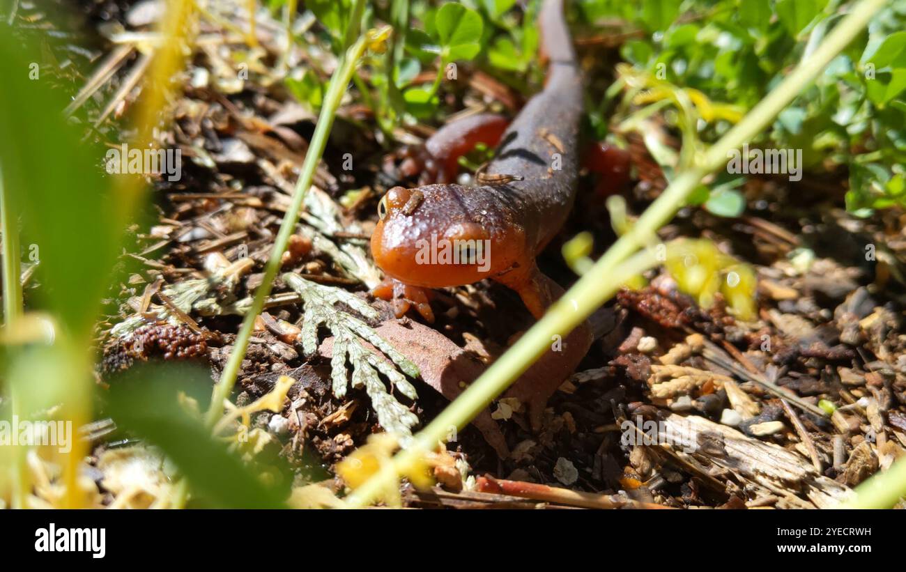 Sierra Newt (Taricha sierrae) Stockfoto