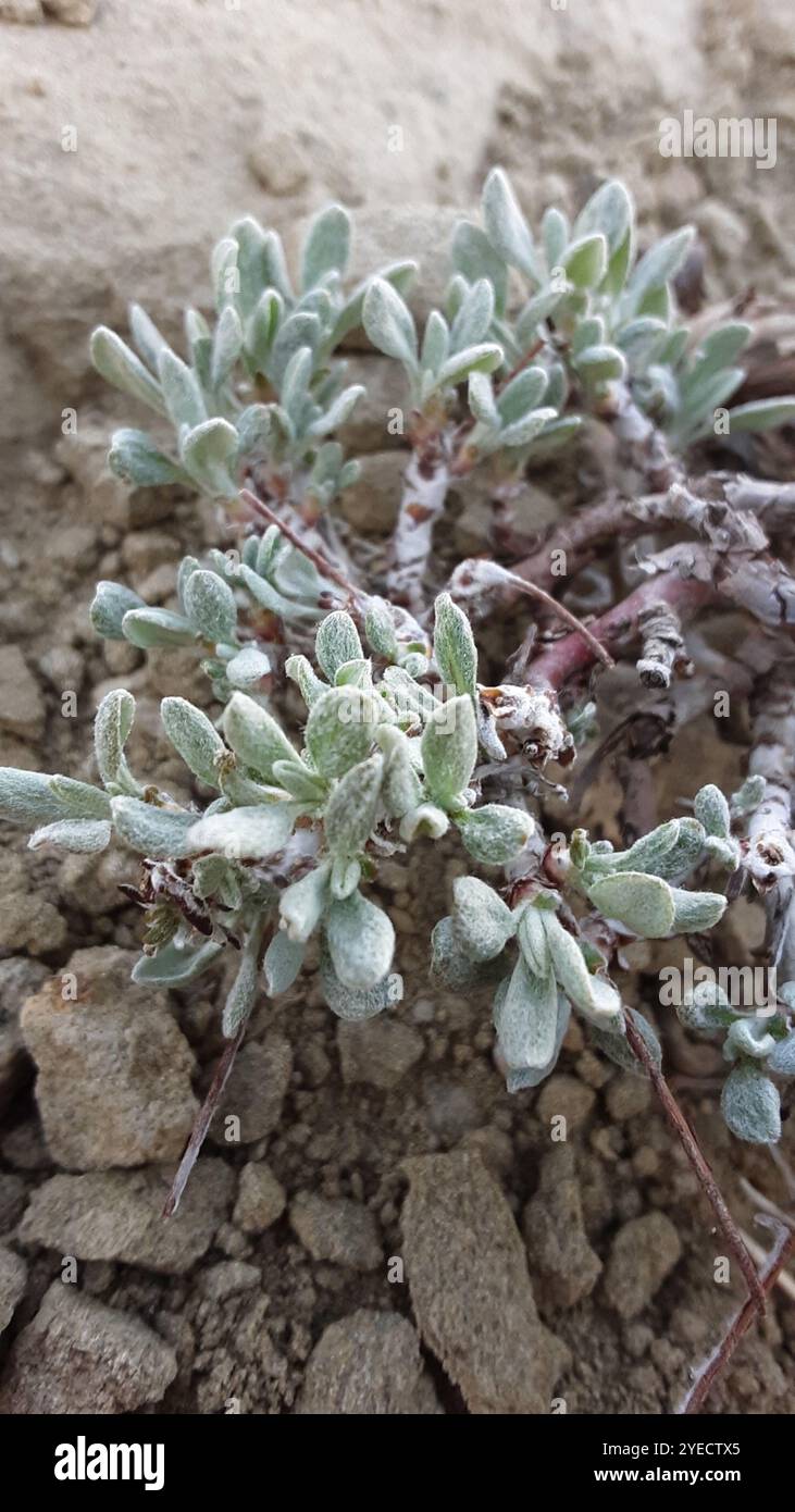 Buchweizen (Eriogonum ovalifolium) Stockfoto