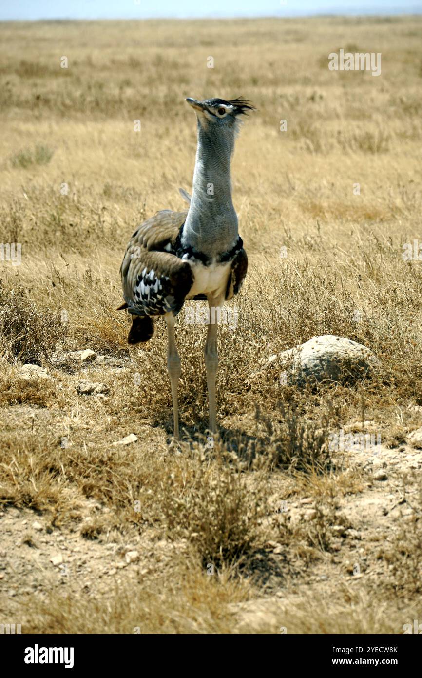 Tolle Trappe im serengeti Park in tansania Stockfoto