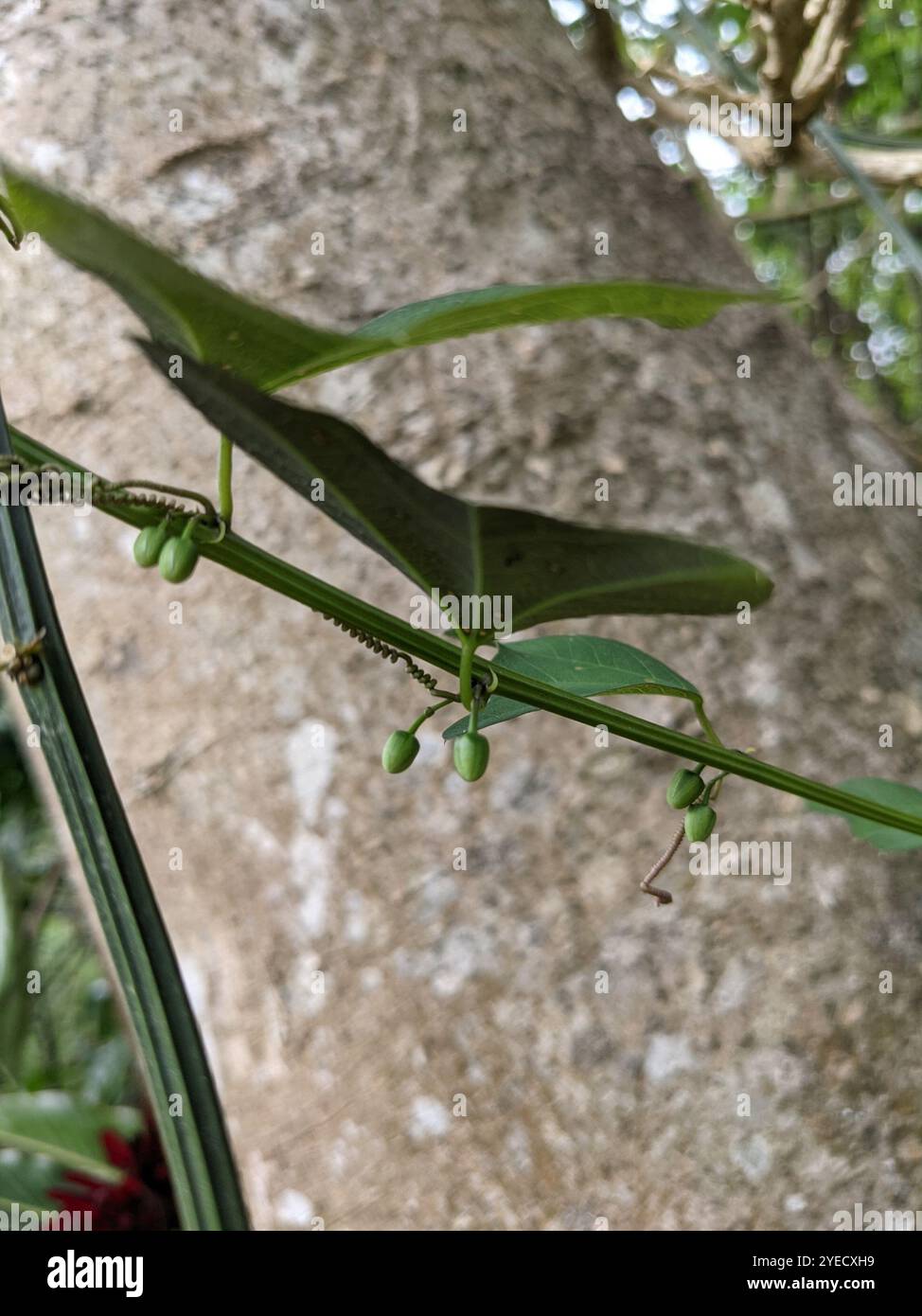 Doppelblume Passionsblume (Passiflora biflora) Stockfoto