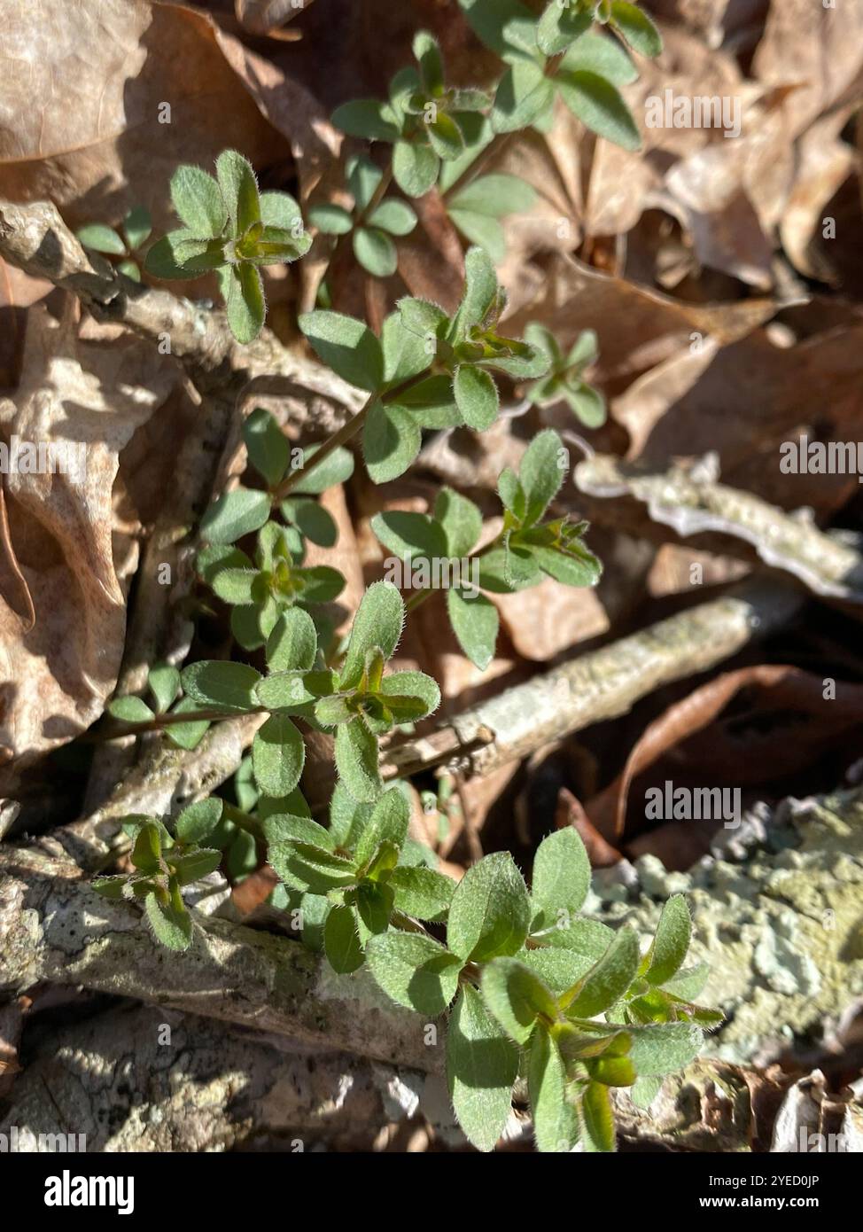 Lakritzbettstroh (Galium circaezans) Stockfoto