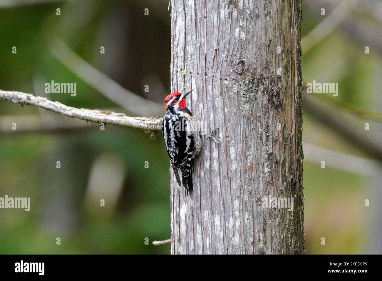 Rotnapter Sapsucker (Sphyrapicus nuchalis) Stockfoto