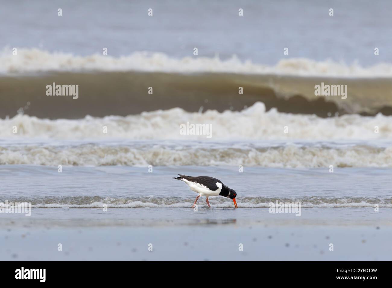 Portret van een volwassen scholekster, Haematopus ostralegus, wadend en foeragerend bij eb, in vlwassenkleed en dieprood oog met rollende brandinggolv Stockfoto