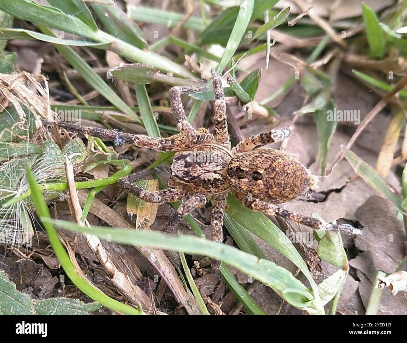 Mediterrane Stachelspinne mit falschem Wolf (Zoropsis spinimana) Stockfoto