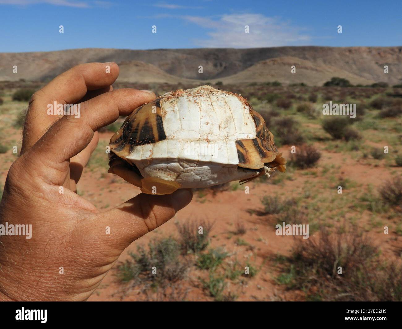 Zeltschildkröte (Psammobates tentorius) Stockfoto