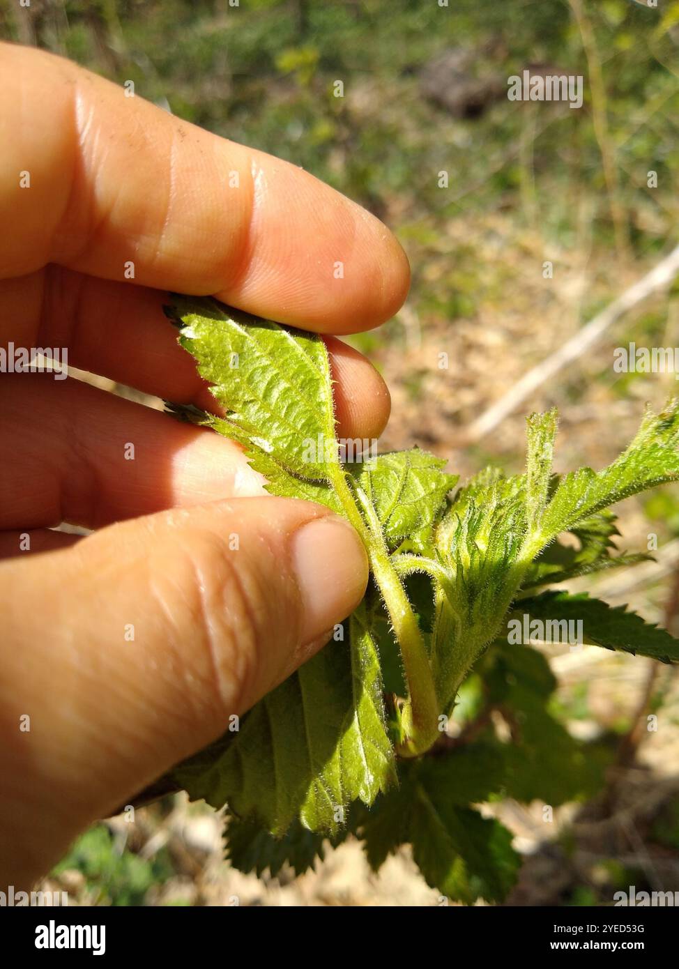 Allegheny blackberry (Rubus allegheniensis) Stockfoto