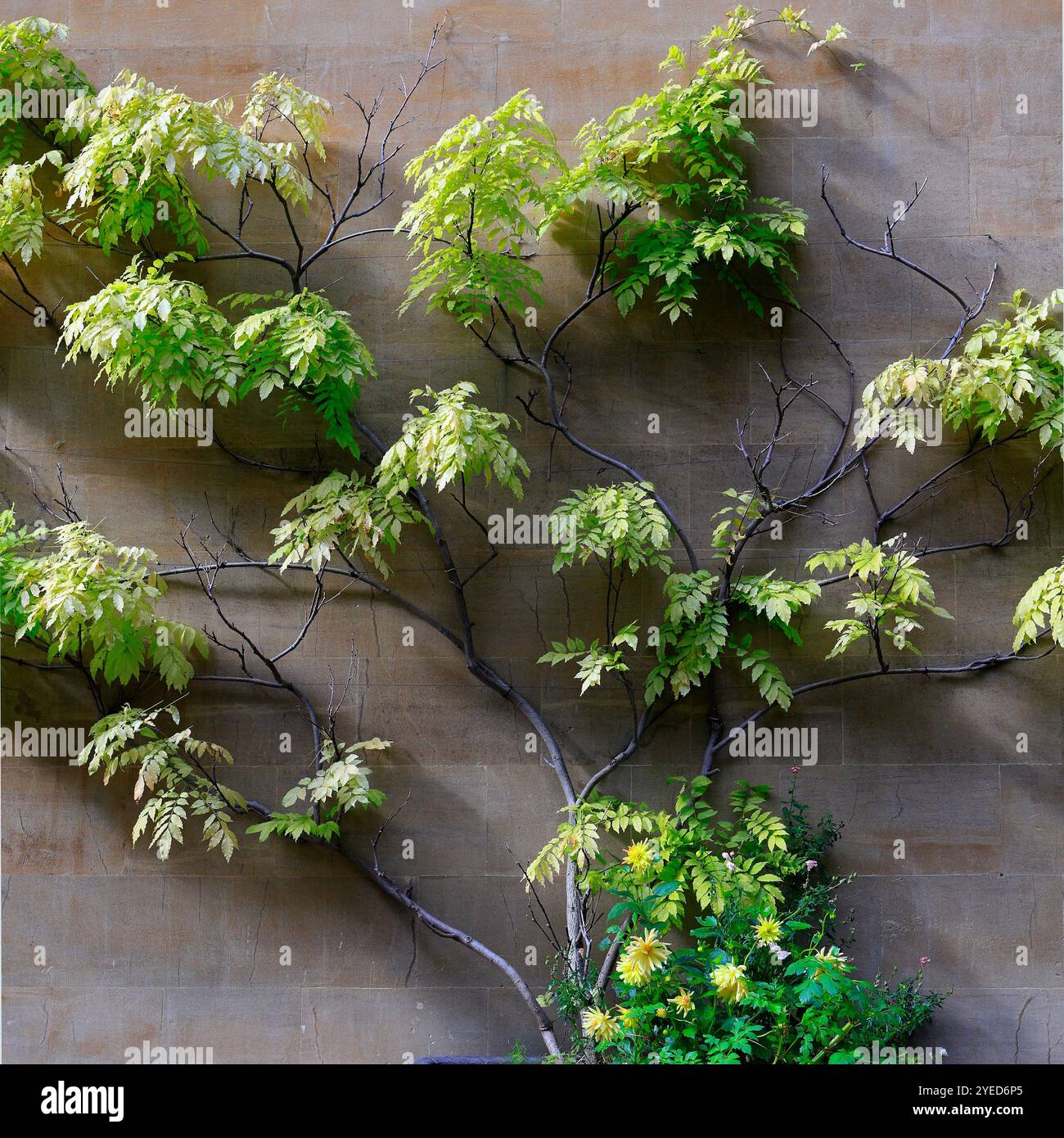 Bath, England, Großbritannien. 2024 Stockfoto