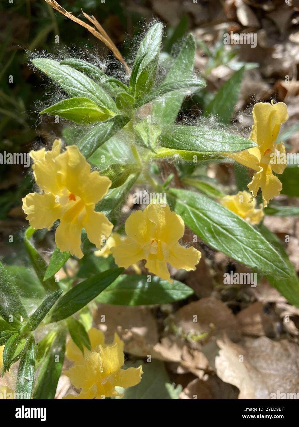 Südbuschaffenblume (Diplacus longiflorus) Stockfoto