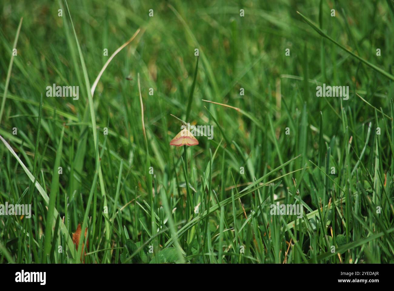 Geometer Motte (Haematopis grataria) Stockfoto