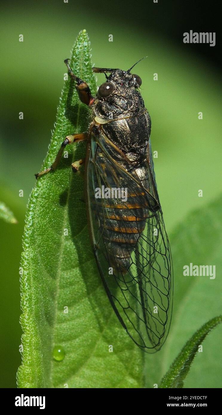 New Forest Zikade (Cicadetta Montana) Stockfoto
