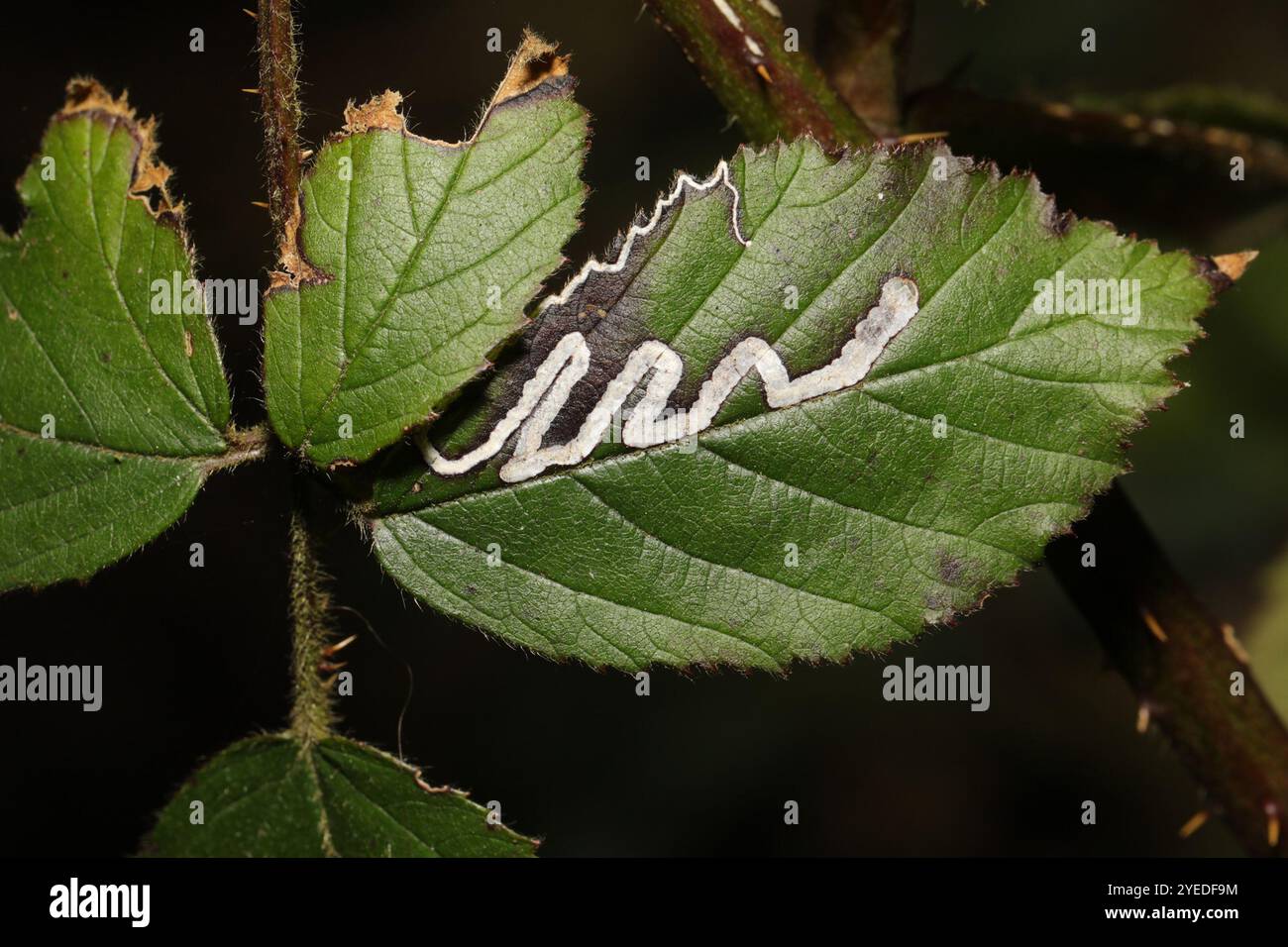 Goldenes Pigmy (Stigmella aurella) Stockfoto