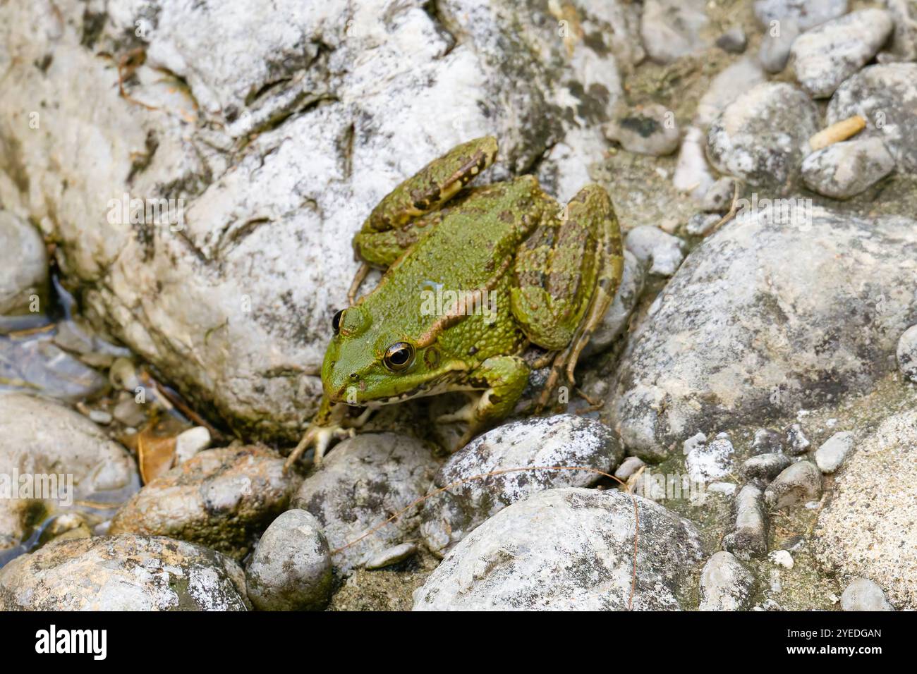n Iberischer Frosch, Rana iberica, auch bekannt als Iberischer Flussfrosch. Stockfoto