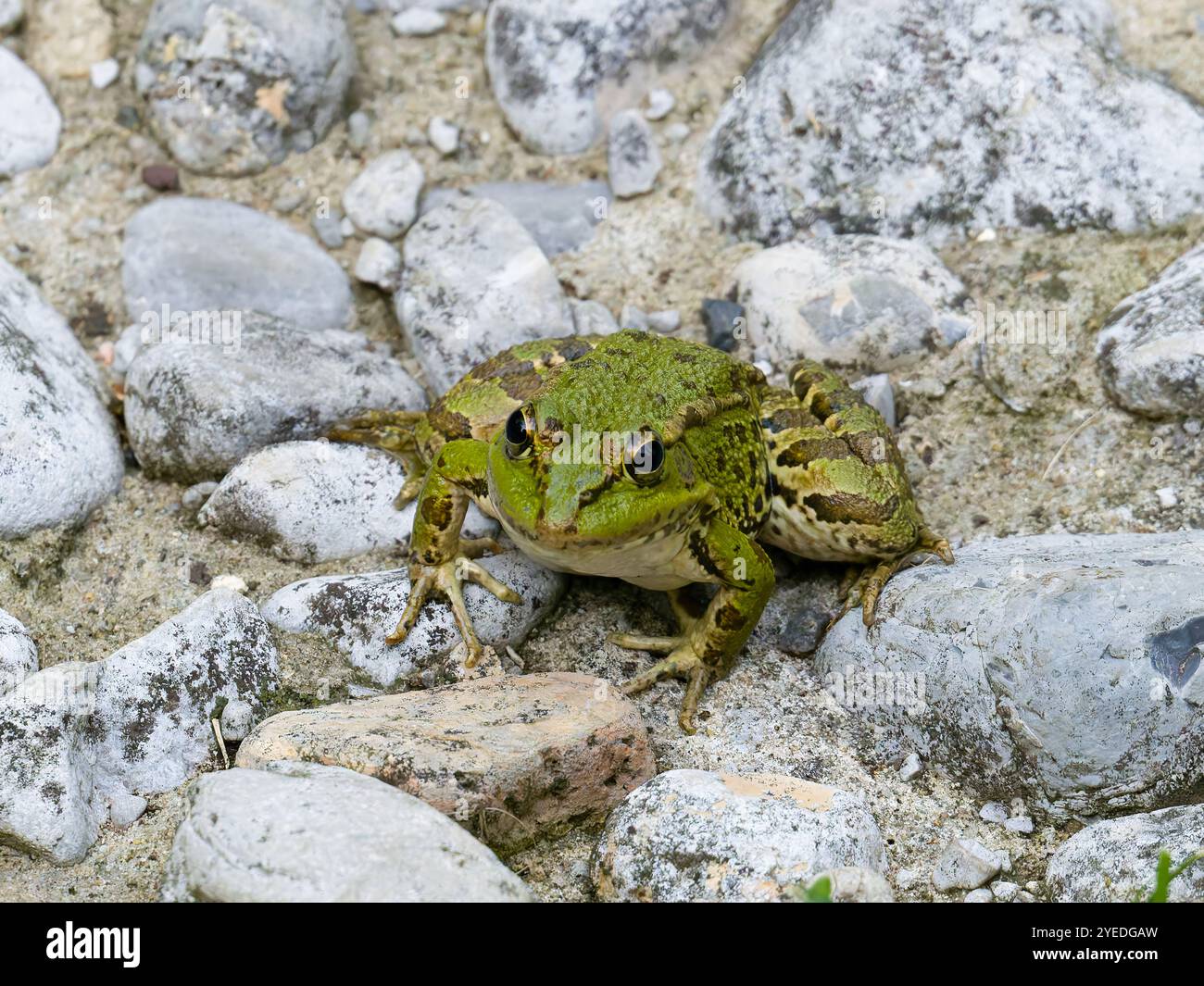 n Iberischer Frosch, Rana iberica, auch bekannt als Iberischer Flussfrosch. Stockfoto