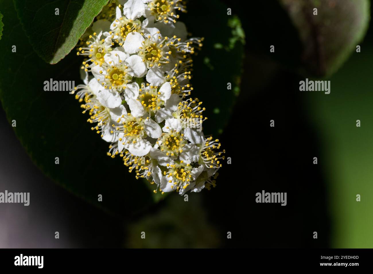 Apfelblüte Stockfoto