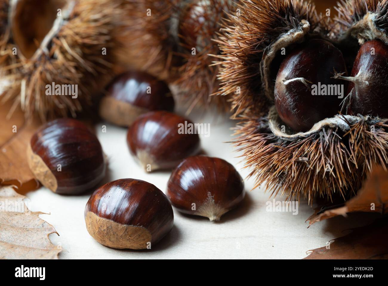 Nahaufnahme von süßen Esskastanien auf einem Holztisch mit ihren braunen Herbstlanzettblättern und einem scharfen offenen Grat. Stockfoto