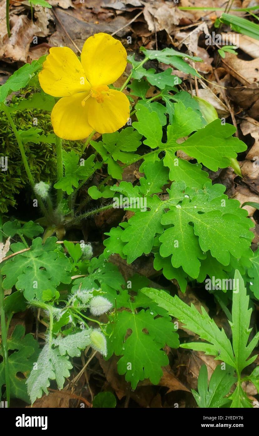 Schöllkraut Mohn (Stylophorum diphyllum) Stockfoto