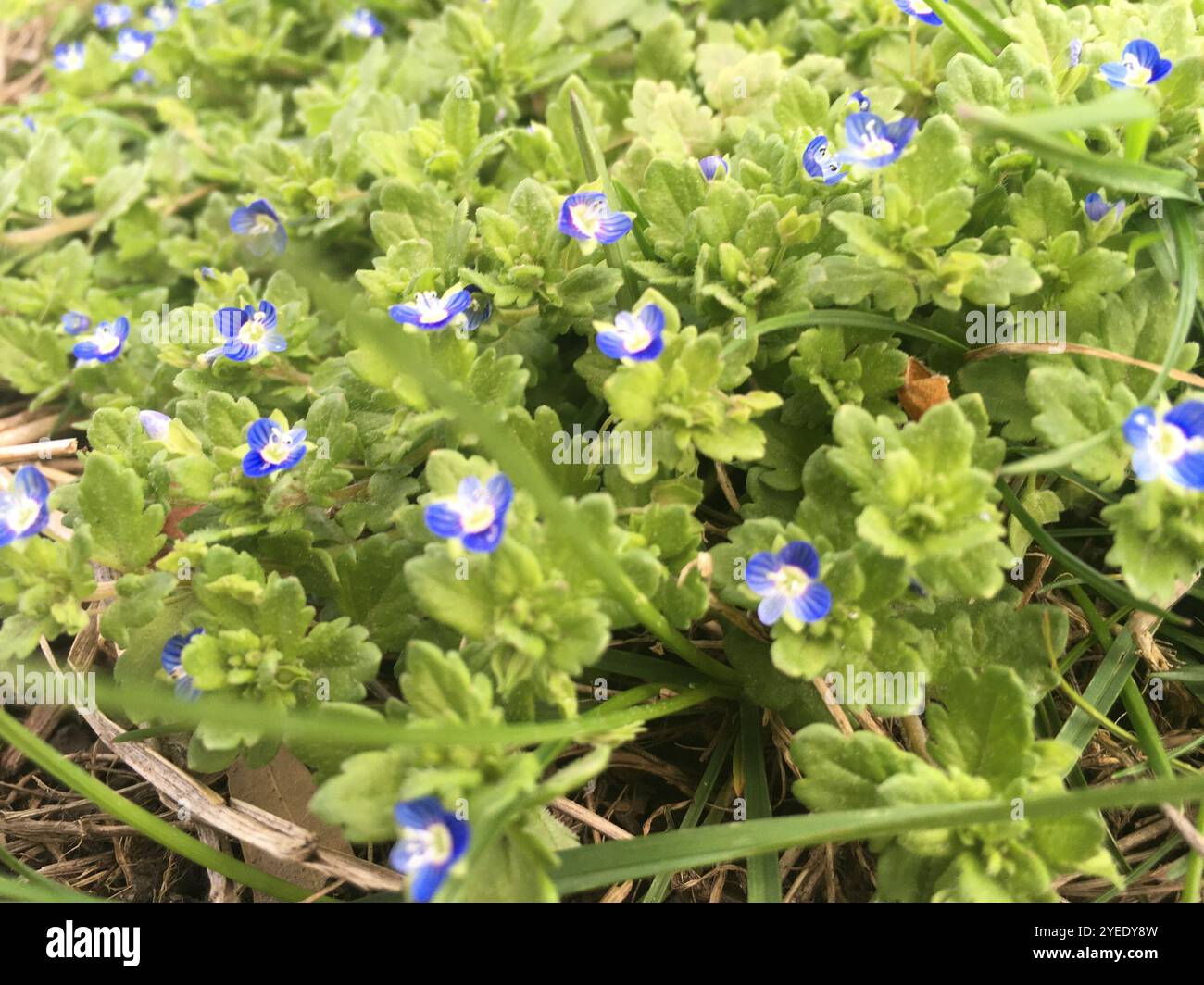 Grey Field-speedwell (Veronica polita) Stockfoto