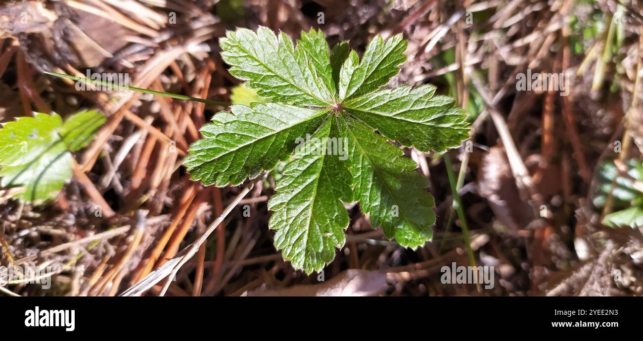 Alpine Fingerkraut (Potentilla Crantzii) Stockfoto