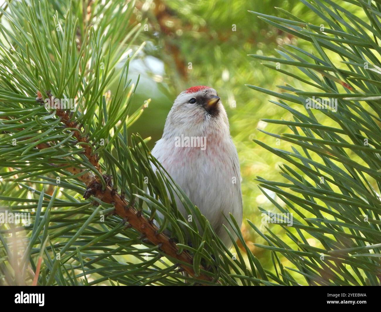 Horary Redpoll (Acanthis hornemanni) Stockfoto