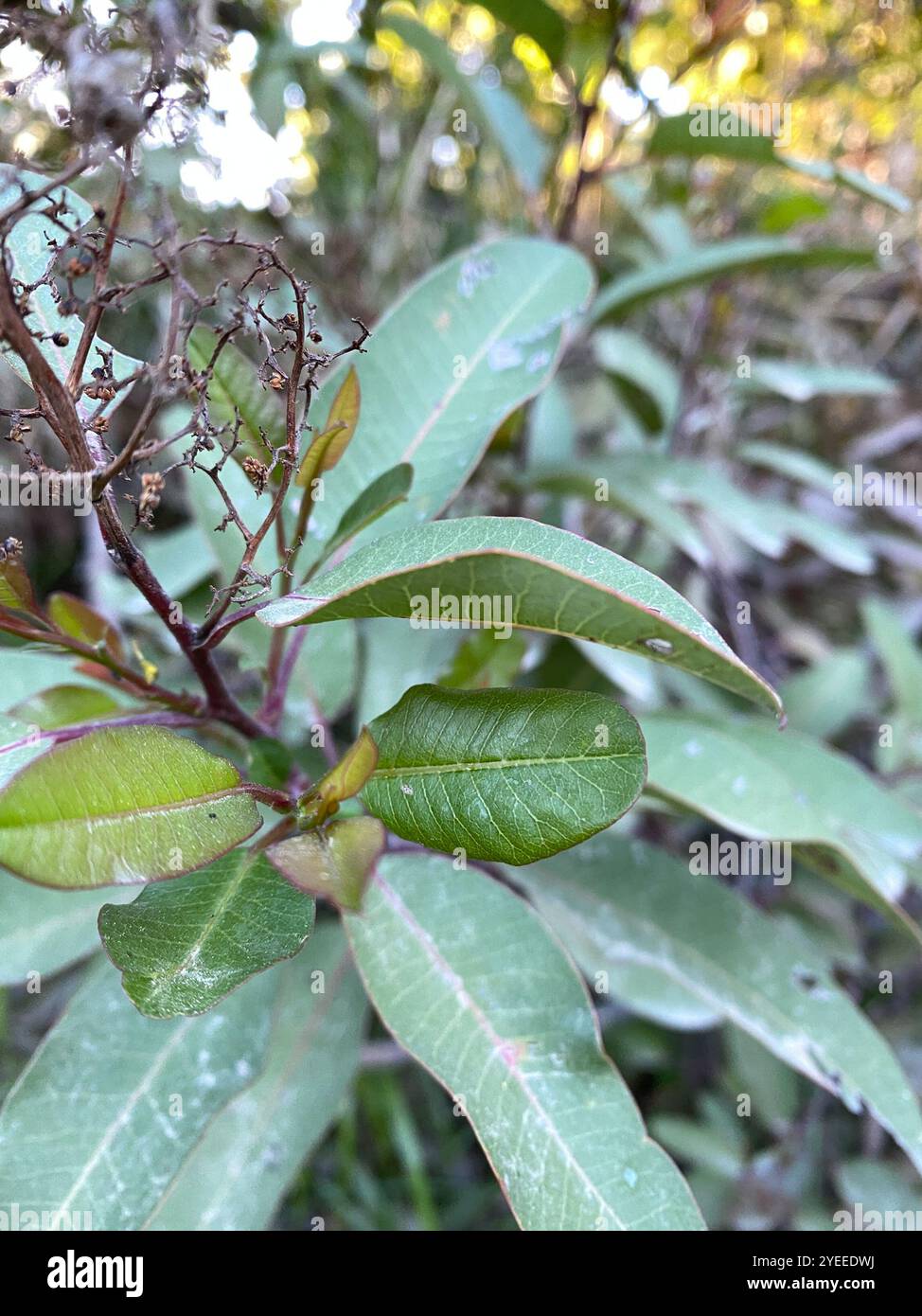 lorbeersumac (Malosma laurina) Stockfoto