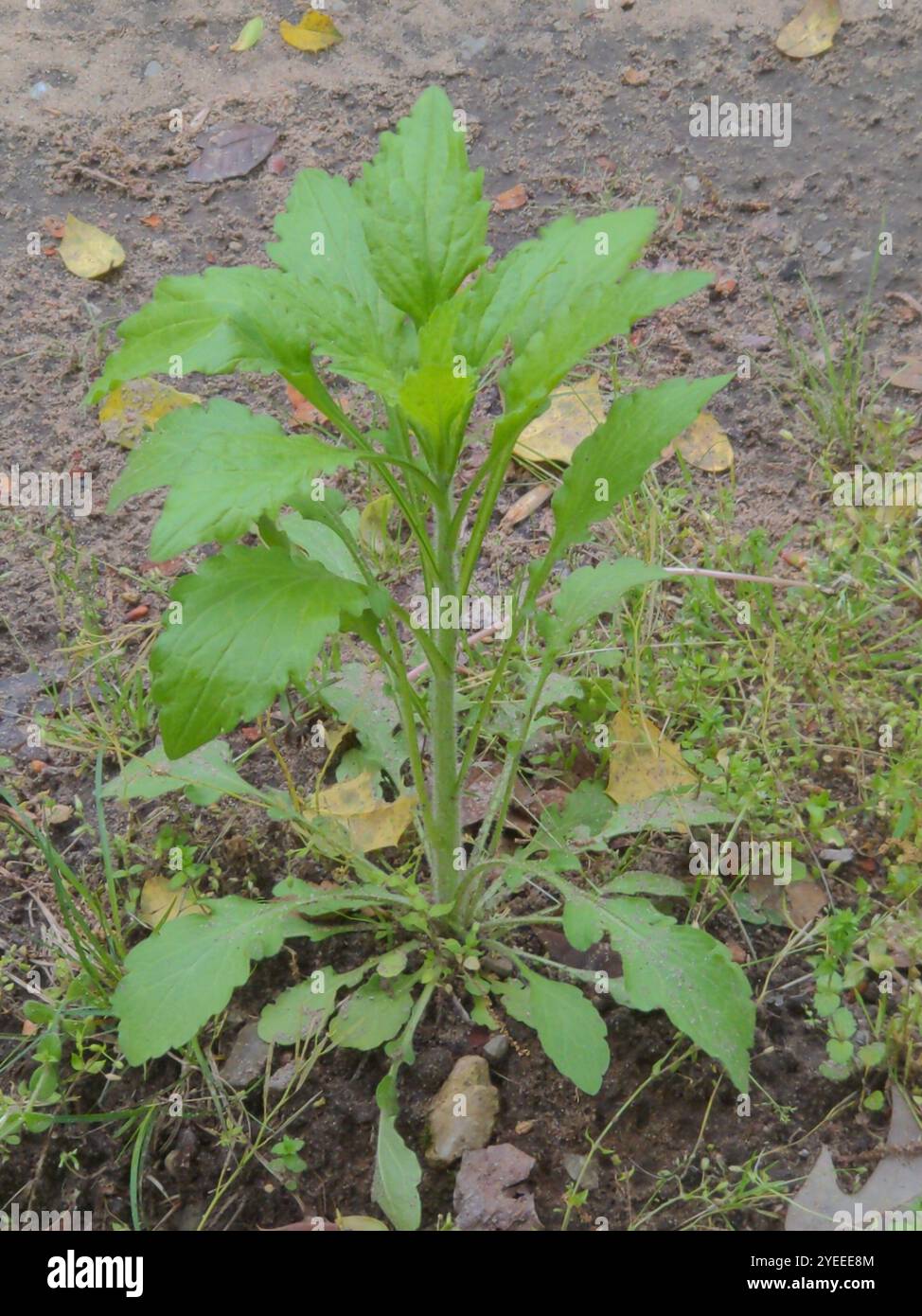 shaggy Soldat (Galinsoga quadriradiata) Stockfoto