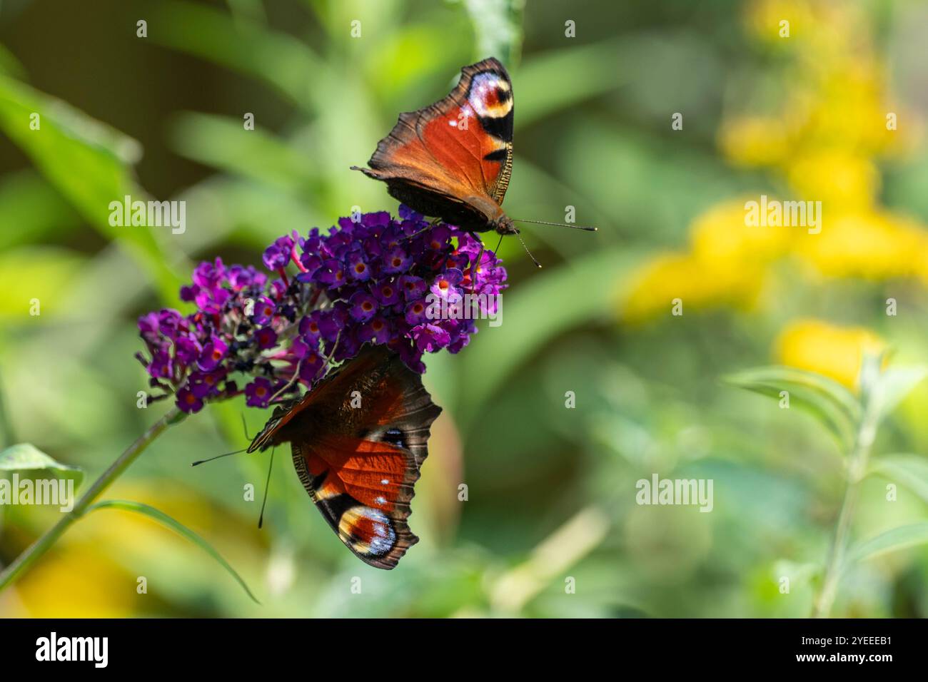 pfauenfalter auf einer blühenden violetten Blume Stockfoto