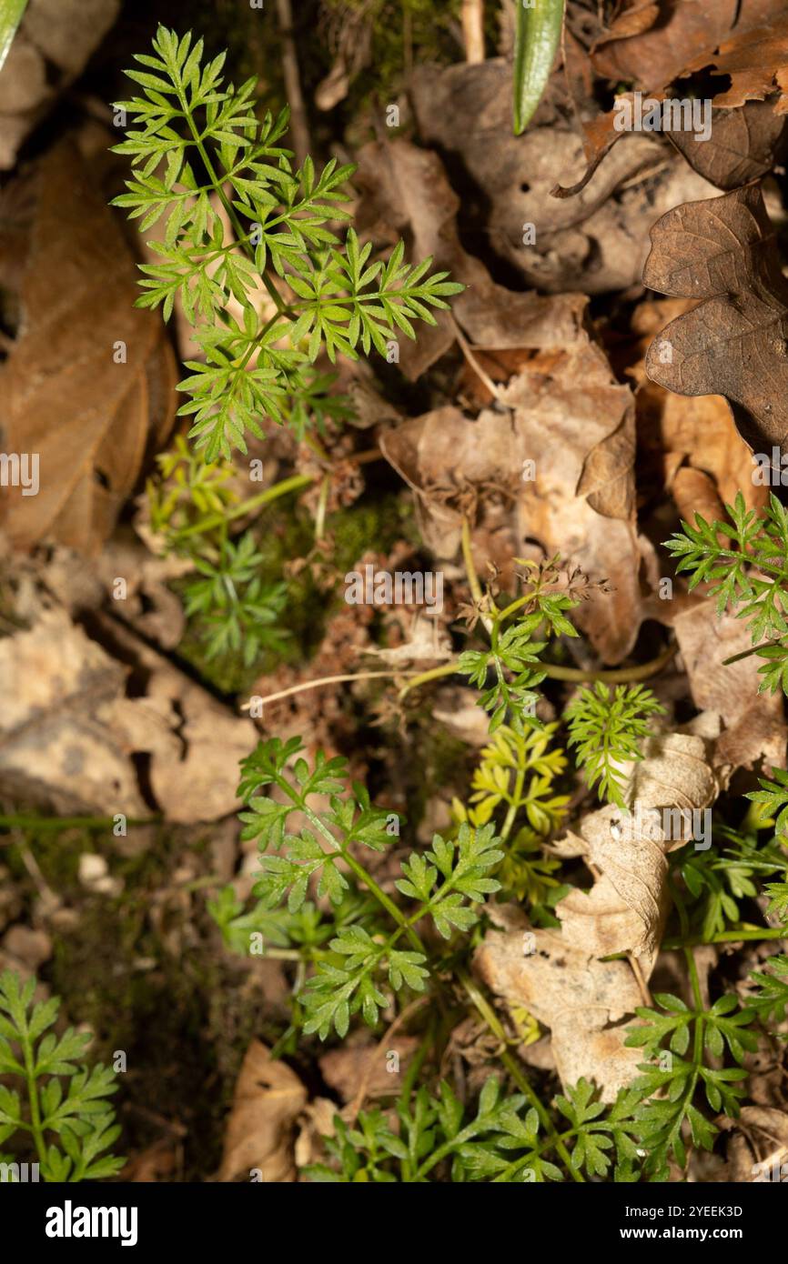 Pignut (Conopodium majus) Stockfoto