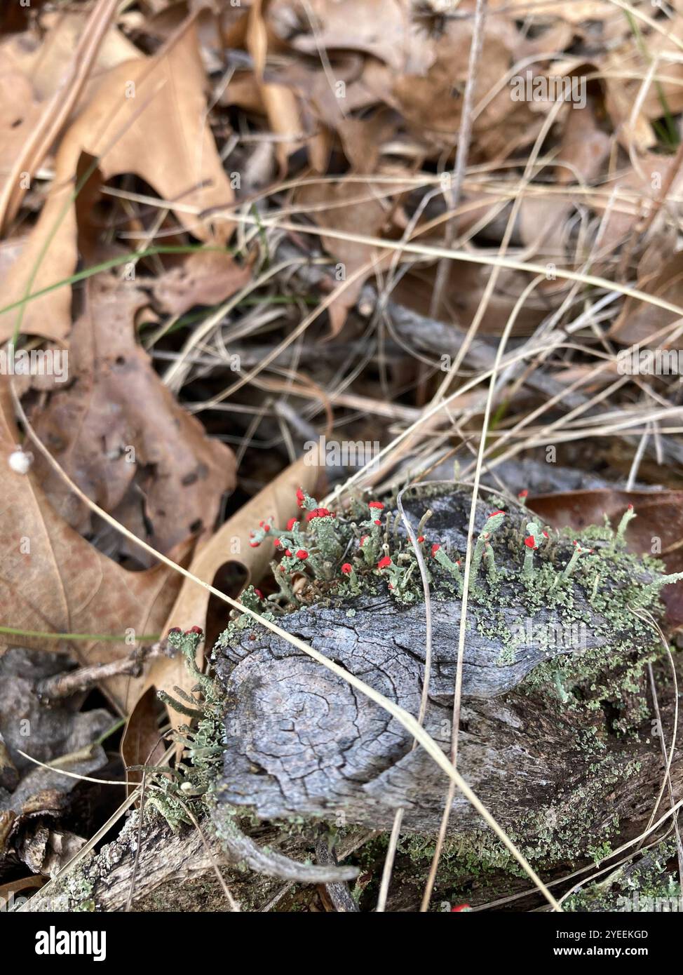 Britische Soldatenflechte (Cladonia cristatella) Stockfoto