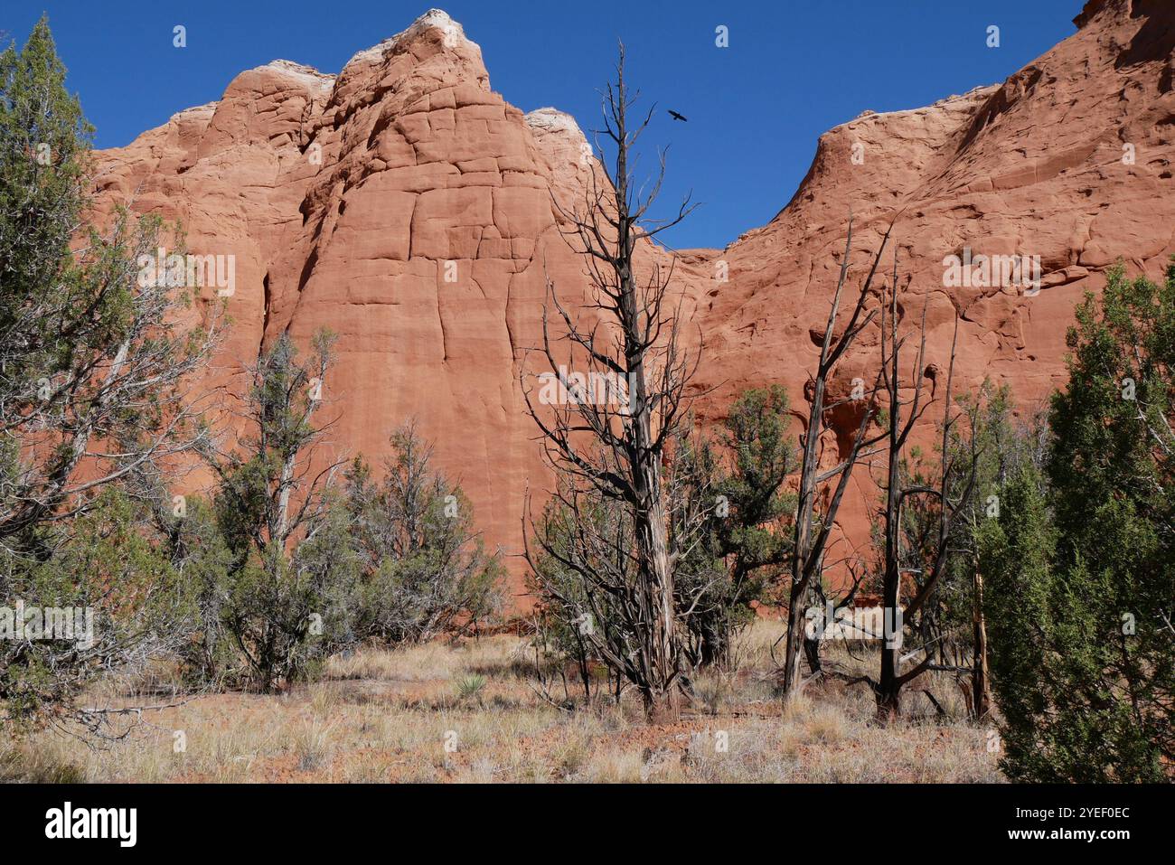 Sandstein im Kodachrome Basin State Park, Utah, USA. Stockfoto
