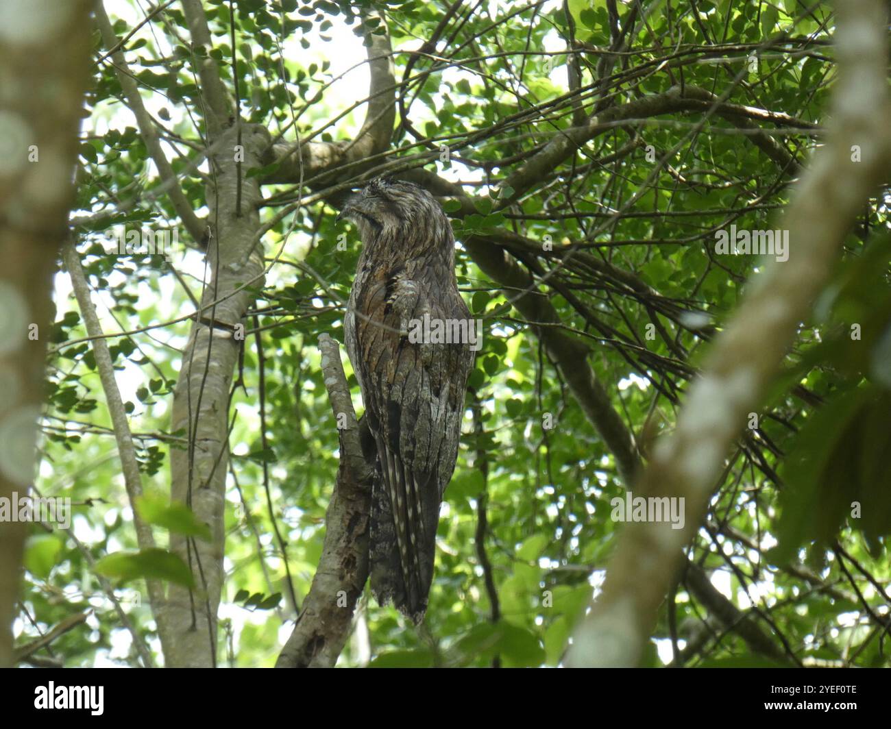 Nördliches Potoo (Nyctibius jamaicensis) Stockfoto