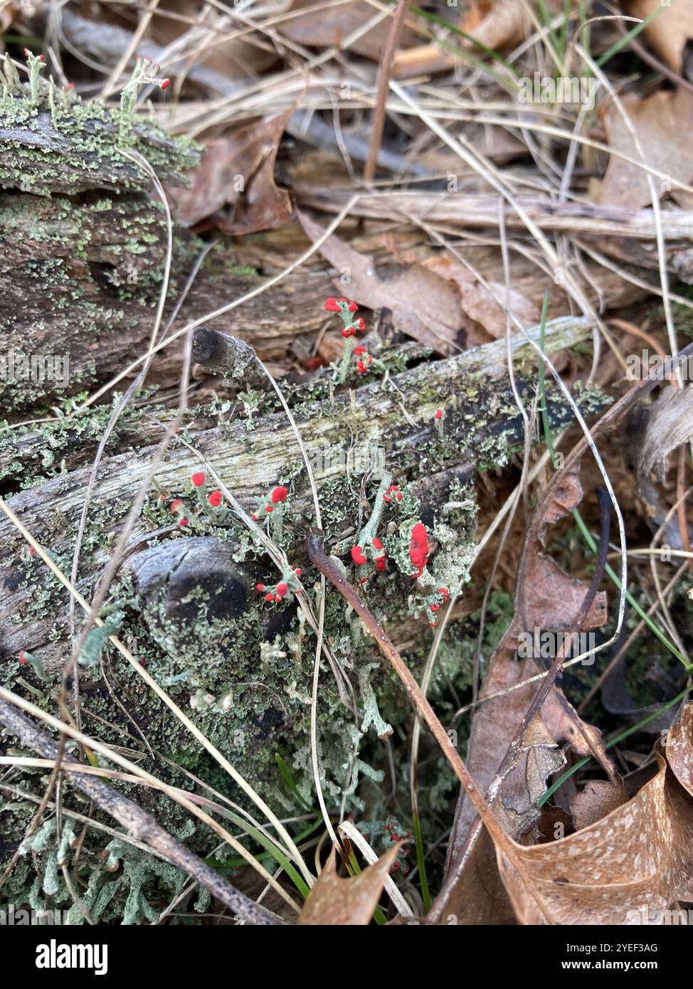 Britische Soldatenflechte (Cladonia cristatella) Stockfoto