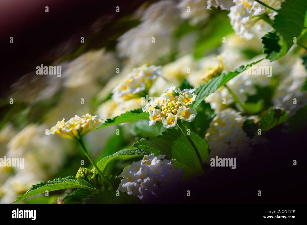 In einem friedlichen Garten erblühen zarte weiße und gelbe Blumen, die die Kunstfertigkeit der Natur und die Schönheit des Frühlings zeigen Stockfoto