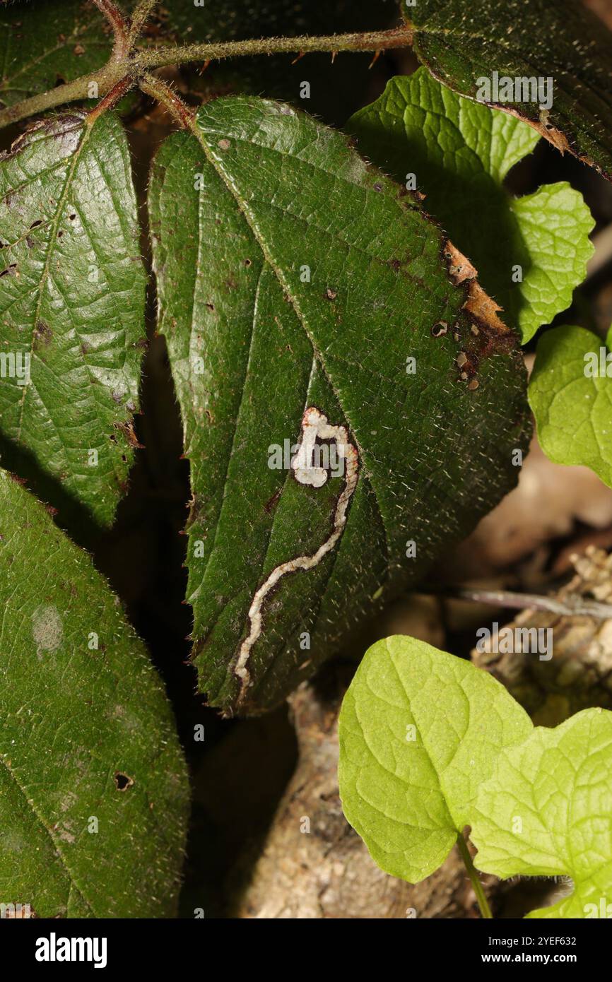 Goldenes Pigmy (Stigmella aurella) Stockfoto