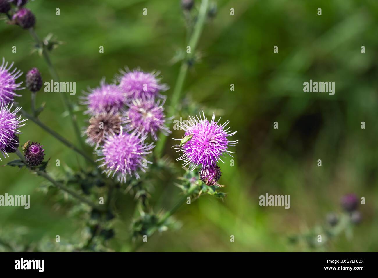 Blassviolette Blüten von Cirsium arvense oder Felddistel mit einem grünen Insekt im Sommer, Nahaufnahme Stockfoto