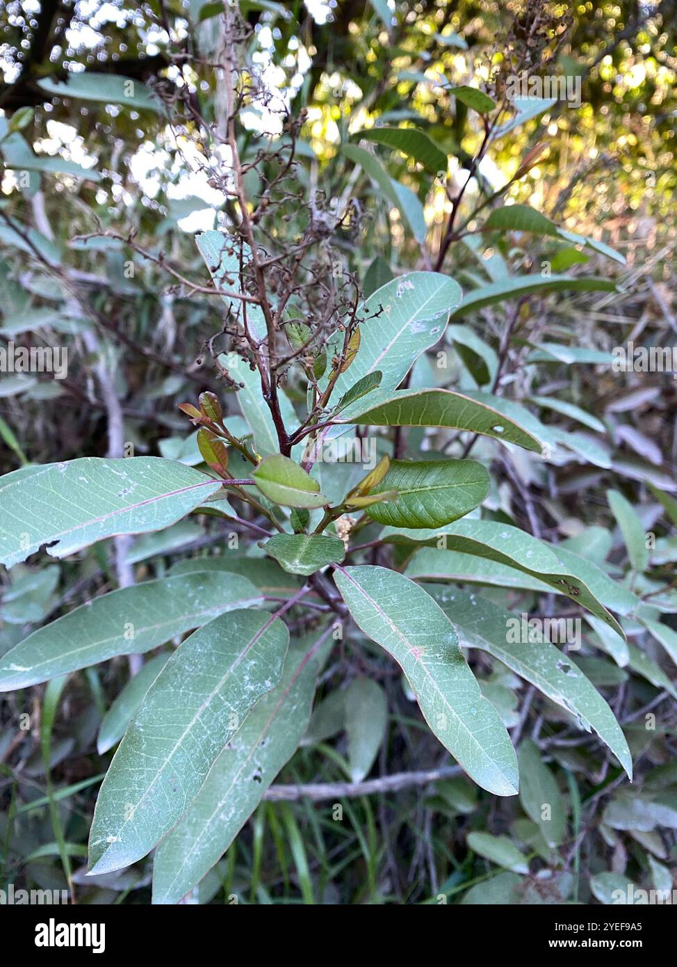 lorbeersumac (Malosma laurina) Stockfoto